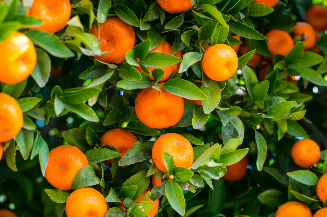 Orangen am Baum mit grünen Blättern